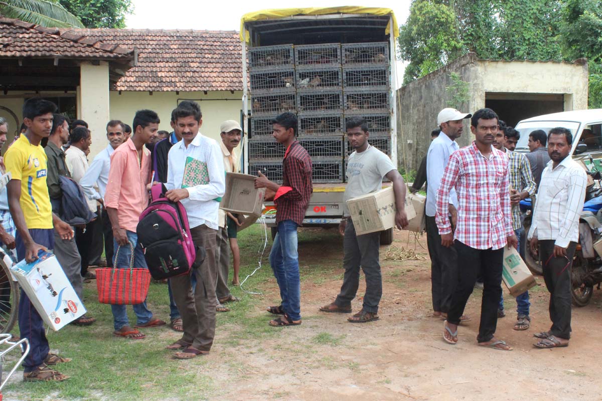 ಸ್ಥಳೀಯರಿಂದ ಕೋಳಿ ಪಡೆಯಲು ನಿರಾಕರಣೆ